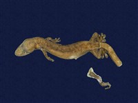 藏品(半葉趾蝎虎)的圖片